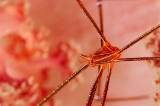 「オルトマンワラエビ(Ortmann's spider-crab)」のサムネイル画像