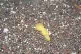 「ミツイラメリウミウシ」のサムネイル画像