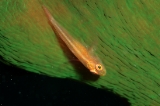 「セボシウミタケハゼ(Common ghost goby)」のサムネイル画像