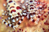「コールマンシュリンプ(Coleman shrimp)」のサムネイル画像