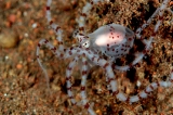 「ミミックオクトパス(Mimic Octopus)」のサムネイル画像