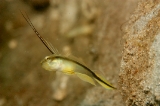 「black-spear shrimpgoby(ブラックスピアーシュリンプゴビー,Black-Mast Shrimpgoby)」のサムネイル画像
