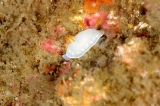 「シラウメウミウシ」のサムネイル画像