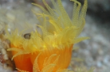 「エントウキサンゴ」のサムネイル画像