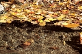 「落ち葉だまり」のサムネイル画像
