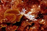 「ムカデミノウミウシ」のサムネイル画像