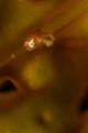 「ホテイウオ(ゴッコ)」のサムネイル画像