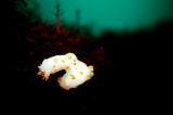 「キイボキヌハダウミウシ」のサムネイル画像