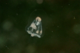 「ズキンクラゲ」のサムネイル画像