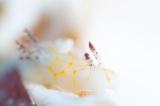 「キスジカンテンウミウシ」のサムネイル画像