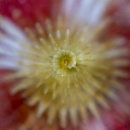 「イバラカンザシ(Christmas tree worm)」のサムネイル画像