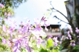 「ダイコン系の花」のサムネイル画像