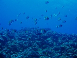「カスミチョウチョウウオ(Pyramid butterflyfish)」のサムネイル画像