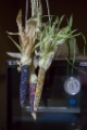 「レインボーコーン(虹色トウモロコシ,七色トウモロコシ,グラスジェムコーン,ジュエリーコーン)」のサムネイル画像