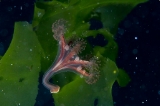 「シャンデリアクラゲの仲間」のサムネイル画像