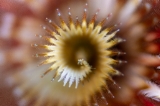 「イバラカンザシ(Christmas tree worm)」のサムネイル画像