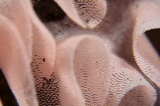 「ウミウシの卵」のサムネイル画像