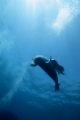 「ハワイモンクアザラシ(Hawaiian monk seal)」のサムネイル画像