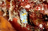「シモフリカメサンウミウシ」のサムネイル画像