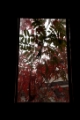 「窓から覗く秋」のサムネイル画像