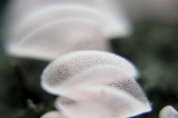 「ウミウシの卵」のサムネイル画像