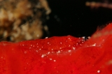 「パロンシュリンプ(パロナエシュリンプ)」のサムネイル画像
