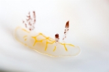 「キスジカンテンウミウシ」のサムネイル画像