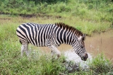 「サバンナシマウマ(Plains zebra)」のサムネイル画像