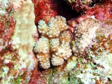 「サンゴ」のサムネイル画像