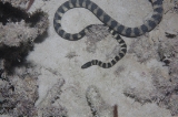 「ウミヘビ」のサムネイル画像
