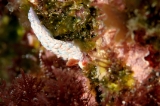 「ツツイシミノウミウシ」のサムネイル画像