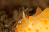 「サガミウミウシ」のサムネイル画像