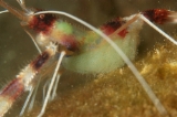 「オトヒメエビ(Banded boxer shrimp)」のサムネイル画像