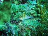 「サラサゴンベ(Coral Hawkfish)」のサムネイル画像