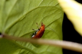 「昆虫の仲間」のサムネイル画像