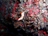 「クチナシイロウミウシ」のサムネイル画像