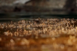 「流れ着いた海草」のサムネイル画像