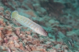 「ゴールドスペックジョーフィッシュ(gold-specs jawfish)」のサムネイル画像