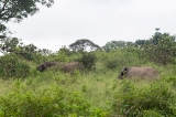 「アフリカゾウ」のサムネイル画像