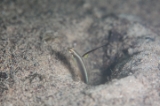 「black-spear shrimpgoby(ブラックスピアーシュリンプゴビー,Black-Mast Shrimpgoby)」のサムネイル画像