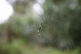 「蜘蛛」のサムネイル画像
