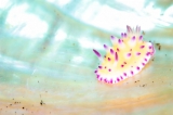 「レンゲウミウシ」のサムネイル画像