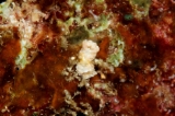 「シロミノウミウシ」のサムネイル画像