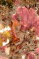 「ジャパニーズピグミーシーホース(japanese pygmy seahorse)」のサムネイル画像