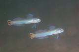 「スミレハナハゼ(Faldtail dart-goby,Flagtail dartfish,フラッグテールダートゴビー)」のサムネイル画像