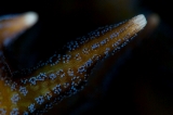 「ショウガサンゴ」のサムネイル画像
