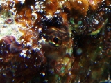 「カエルウオ」のサムネイル画像
