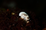 「タヌキイロウミウシ」のサムネイル画像