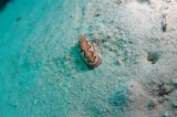「シラナミイロウミウシ」のサムネイル画像
