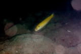 「yellow tilefish(イエロータイルフィッシュ)」のサムネイル画像